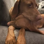 opieka zwierząt - zdjęcie ogłoszenia 2 psy - nocleg w domu opiekuna, 10.04