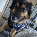 opieka zwierząt - zdjęcie ogłoszenia pies - wizyty u zwierzaka, 26.04 - 26.04