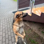 opieka zwierząt - zdjęcie ogłoszenia pies - nocleg w domu opiekuna, 07.06 - 21.06