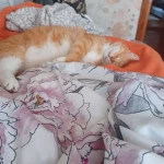 opieka zwierząt - zdjęcie ogłoszenia Opieka nad kot