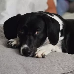 opieka zwierząt - zdjęcie ogłoszenia Opiekun dla zwierząt Zakopane