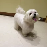 opieka zwierząt - zdjęcie ogłoszenia pies - wyprowadzanie na spacer, 05.03