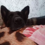 opieka zwierząt - zdjęcie profilowe użytkownika Monika O.