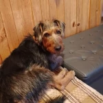 opieka zwierząt - zdjęcie ogłoszenia pies - nocleg w domu opiekuna, 02.04 - 07.04