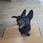 opieka zwierząt - zdjęcie ogłoszenia Spacery w ciągu dnia, Mokotów