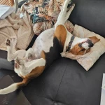 opieka zwierząt - zdjęcie ogłoszenia pies - nocleg w domu opiekuna, 11.09 - 13.09