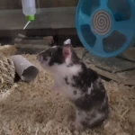 opieka zwierząt - zdjęcie ogłoszenia Opiekun zwierząt poszukiwany