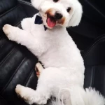 opieka zwierząt - zdjęcie ogłoszenia pies - wyprowadzanie na spacer, 30.05 - 31.05