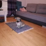 opieka zwierząt - zdjęcie profilowe użytkownika Dorota