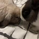 opieka zwierząt - zdjęcie ogłoszenia Opiekun zwierząt poszukiwany