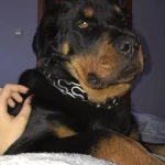 opieka zwierząt - zdjęcie profilowe użytkownika Patrycja R.