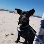 opieka zwierząt - zdjęcie profilowe użytkownika Ania K.