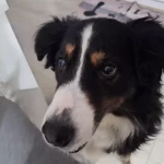 opieka zwierząt - zdjęcie ogłoszenia Opieka nad pieskiem
