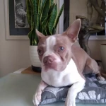 opieka zwierząt - zdjęcie ogłoszenia Szukamy osoby do wyprowadzania raz dziennie dwóch boston terierów.