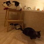 opieka zwierząt - zdjęcie ogłoszenia Szukamy opiekuna zwierząt