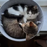 opieka zwierząt - zdjęcie ogłoszenia 2 koty - nocleg w domu opiekuna, 01.07 - 31.07