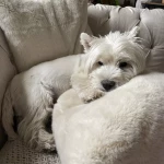 opieka zwierząt - zdjęcie profilowe użytkownika Alex K.