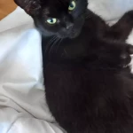 opieka zwierząt - zdjęcie ogłoszenia Opiekun zwierząt poszukiwany