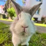 opieka zwierząt - zdjęcie profilowe użytkownika Iryna S.