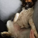 opieka zwierząt - zdjęcie profilowe użytkownika Małgorzata F.