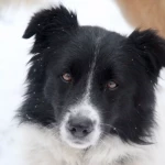 opieka zwierząt - zdjęcie profilowe użytkownika Lilianna K.