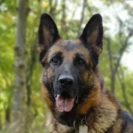 opieka zwierząt - zdjęcie profilowe użytkownika Karolina R.