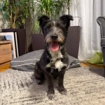 opieka zwierząt - zdjęcie ogłoszenia Opieka zwierząt Olsztyn, Jaroty