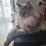 opieka zwierząt - zdjęcie ogłoszenia Szukamy opiekuna zwierząt