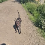 opieka zwierząt - zdjęcie ogłoszenia pies - nocleg w domu opiekuna, 24.07 - 26.07