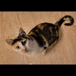 opieka zwierząt - zdjęcie ogłoszenia kot - nocleg w domu opiekuna, 01.07