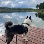 opieka zwierząt - zdjęcie ogłoszenia Opiekun pies