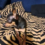 opieka zwierząt - zdjęcie ogłoszenia Opiekun dla zwierząt Opole