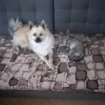 Opieka nad zwierzętami