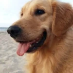 opieka zwierząt - zdjęcie ogłoszenia Szukamy osoby do spacerów z psem