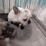 Praca dla opiekuna