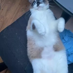 opieka zwierząt - zdjęcie profilowe użytkownika Kamil S.