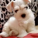 opieka zwierząt - zdjęcie profilowe użytkownika Marek K.