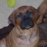 opieka zwierząt - zdjęcie profilowe użytkownika Paula S.