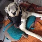 opieka zwierząt - zdjęcie profilowe użytkownika Malgorzata C.