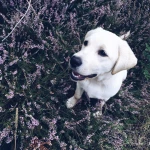 opieka zwierząt - zdjęcie profilowe użytkownika Angelika