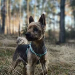 opieka zwierząt - zdjęcie ogłoszenia Opiekun-Hania