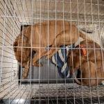 opieka zwierząt - zdjęcie ogłoszenia Szukamy opiekunki do zwierząt na 28 sierpnia dla naszych dwóch psów. 3 godz.