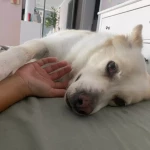opieka zwierząt - zdjęcie ogłoszenia Szukamy opiekuna zwierząt