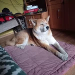 Praca dla opiekuna