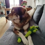 opieka zwierząt - zdjęcie ogłoszenia pies - wyprowadzanie na spacer, 10.05 - 12.05