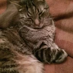 opieka zwierząt - zdjęcie profilowe użytkownika Anna C.