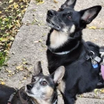 opieka zwierząt - zdjęcie ogłoszenia 2 psy - wyprowadzanie na spacer, 15.06 - 15.06