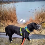 opieka zwierząt - zdjęcie ogłoszenia pies - nocleg w domu opiekuna, 09.04 - 11.04