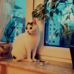 opieka zwierząt - zdjęcie profilowe użytkownika Agata W.