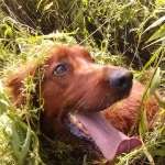 opieka zwierząt - zdjęcie profilowe użytkownika Michał